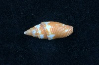 藏品(筆螺)的圖片